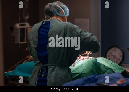 Ein Tierarzt führt eine Operation auf einem Hunde- in einem der Zimmer in einer Tierklinik. Stockfoto