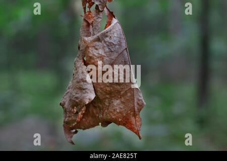 Trockenes verwelkendes Blatt, das im Herbst vor grünem Waldhintergrund hängt Stockfoto