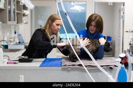 Ein Tierarzt und Techniker zu einer Hunde- verwalten vor der Operation. Stockfoto