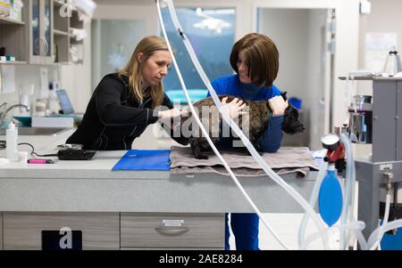 Ein Tierarzt und Techniker zu einer Hunde- verwalten vor der Operation. Stockfoto