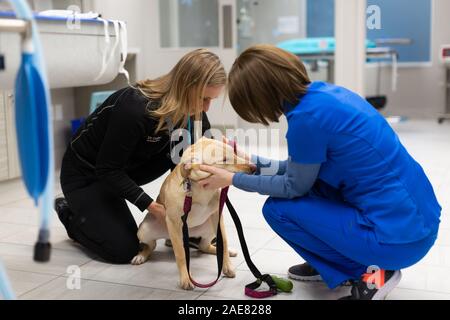 Ein Tierarzt und Techniker zu einer Hunde- verwalten vor der Operation. Stockfoto