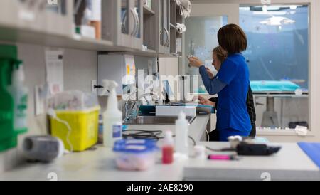 Ein Tierarzt und Techniker überprüfen der Notizen verwalten und Injektionen vor der Operation vorzubereiten. Stockfoto