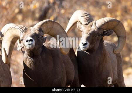 Bighorn Schafe Herde mit grossen Rams butting Heads mit einer Herde von Schafen suchen nach Essen und beobachtete die Aktion Stockfoto