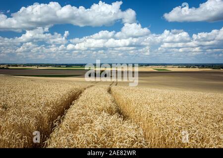 Spuren der Räder in einem Feld mit Getreide, Horizont und weißen Wolken am blauen Himmel Stockfoto