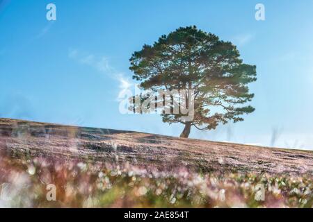 Lizenzfreie, hochwertige Luftansicht des Pink Grass Field am Suoi Vang Lake, da Lat, Vietnam. Stockfoto