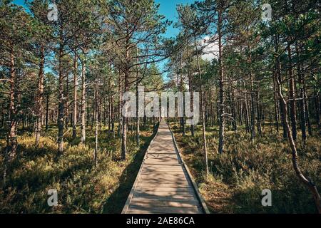 Die Landschaft rund um Wanderweg von Viru Moor, eines der am besten zugänglichen Moore in Estland, in Lahemaa Nationalpark entfernt Stockfoto