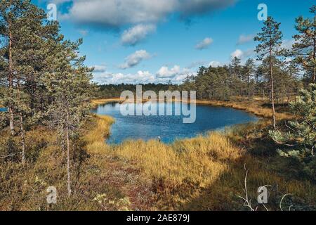 Die Landschaft rund um Wanderweg von Viru Moor, eines der am besten zugänglichen Moore in Estland, in Lahemaa Nationalpark entfernt Stockfoto