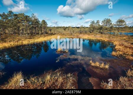 Die Landschaft rund um Wanderweg von Viru Moor, eines der am besten zugänglichen Moore in Estland, in Lahemaa Nationalpark entfernt Stockfoto