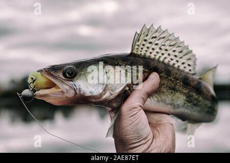 Zander gefangen auf Handgefertigtem jig Köder, Herbst fangen, getönten Bild Stockfoto