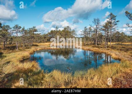 Die Landschaft rund um Wanderweg von Viru Moor, eines der am besten zugänglichen Moore in Estland, in Lahemaa Nationalpark entfernt Stockfoto