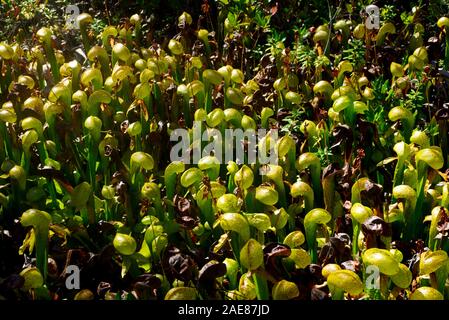 Darlingtonia Strecke, südlich von Oregon, darlingtonia State Park, Florida, USA Stockfoto