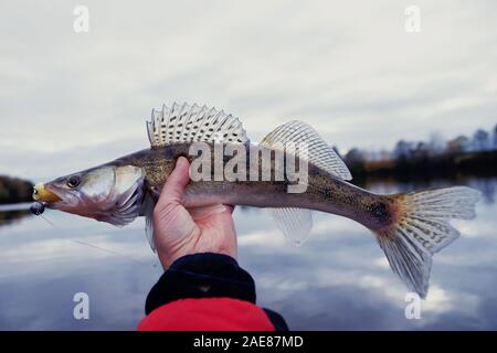 Zander gefangen auf Handgefertigtem jig Köder, Herbst fangen, getönten Bild Stockfoto