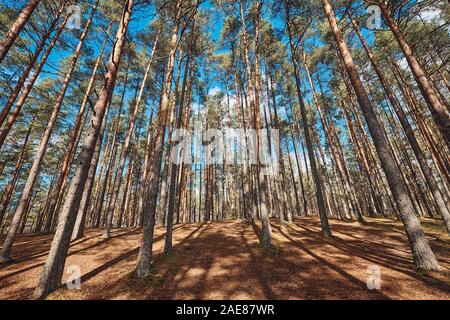 Die hohen Kiefernwald in einer geraden Linie, Estland Stockfoto