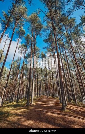 Die hohen Kiefernwald in einer geraden Linie, Estland Stockfoto