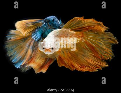 Silber Gold und Blau Lange half moon Betta Fische oder Siam kämpfenden Fisch mit schwarzen Hintergrund. Stockfoto