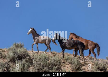 Wilde Pferde im Sand Waschbecken Colorado im Sommer Stockfoto