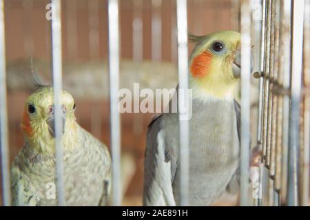 Sittiche. Grüne wellenförmige Papagei sitzt in einem Käfig. Rosy Lovebird Papagei im Käfig konfrontiert. Vögel untrennbar miteinander verbunden. Wellensittich im Käfig. Budgie Sittich in Stockfoto