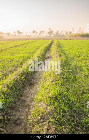 Ackerland an Land Seite Felder, KP, Pakistan Stockfoto