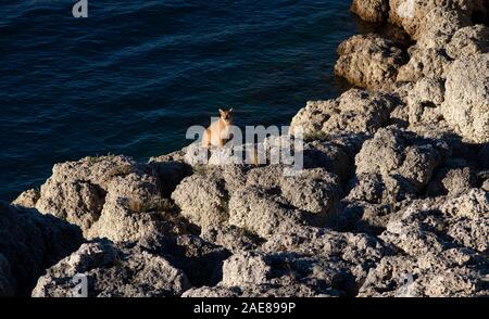 Erwachsene Frau patagonischen Puma sitzt auf einem Kalzium Felsformation in der Nähe der Wasser eines Sees im Torres del Paine Nationalpark. Stockfoto