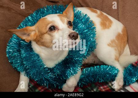 Traurig Jack Russell Terrier Hund liegend auf Pelz mit neuen Jahr sucht Stockfoto