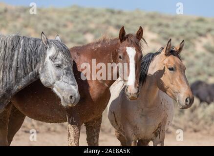 Wilde Pferde im Sand Waschbecken Colorado im Sommer Stockfoto