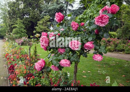 Rosen im Jardin des Plantes, Coutances, Normandie, Frankreich Stockfoto