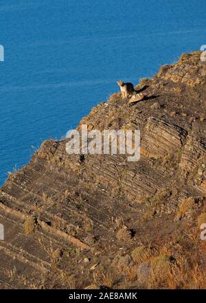 Juvenile patagonischen Puma cub sitzen auf felsigen Hang in der Nähe des Sees. Stockfoto