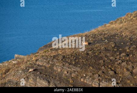 Juvenile patagonischen Puma zu Fuß über die Hügel in Richtung Lago Sarmiento. Stockfoto