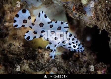 Ein unverwechselbares juvenile Buckelwale Cromileptes altivelis, Grouper, schwebt über dem Meeresboden in der Lembeh Strait, Indonesien. Stockfoto