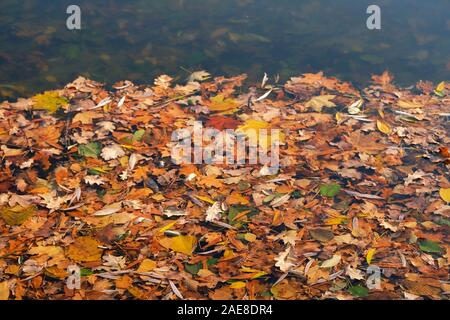 Herbst orange Blätter in Wasser. Herbst helle Blätter schwimmt in einem Teich Wasser. Ansicht von oben. Stockfoto