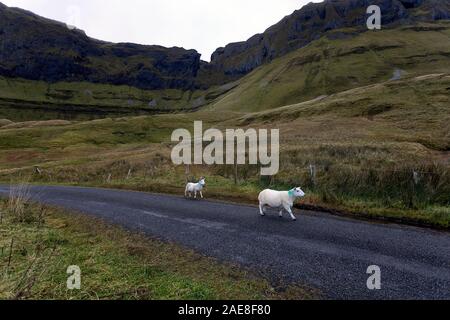 Zwei Schafe auf der Gleniff Hufeisen fahren Sie in Co Sligo, Irland Stockfoto