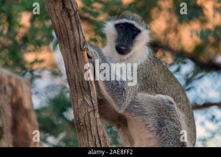 Niedliche Tiere Meerkatze in Al Ain Zoo Safari Stockfoto