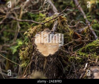 Filiale Wachstum im Baum Stockfoto