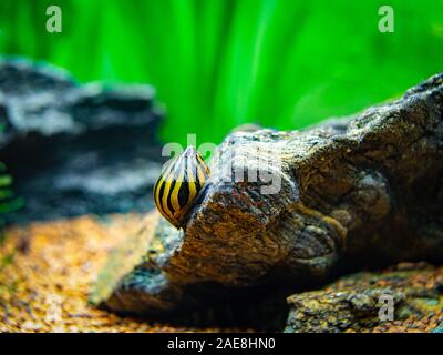 Gefleckte nerite Schnecke (Neritina natalensis) Essen auf einem Felsen in einem Aquarium Stockfoto