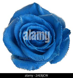 Blue Rose unter Luft blasen Close-up auf weißem Hintergrund. Ansicht von oben. Stockfoto