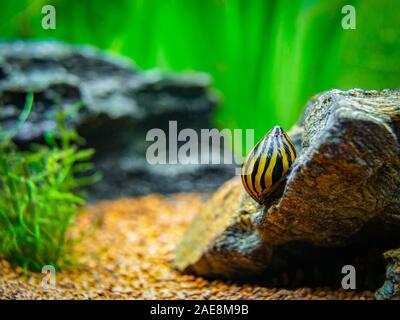 Gefleckte nerite Schnecke (Neritina natalensis) Essen auf einem Felsen in einem Aquarium Stockfoto