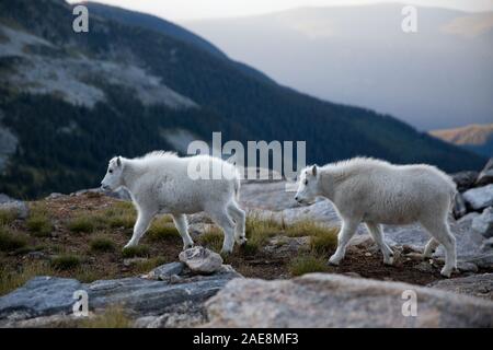 In der West Kootenays zwei junge Rocky Schneeziege (Oreamnos americanus) in Valhalla Provincial Park. Stockfoto