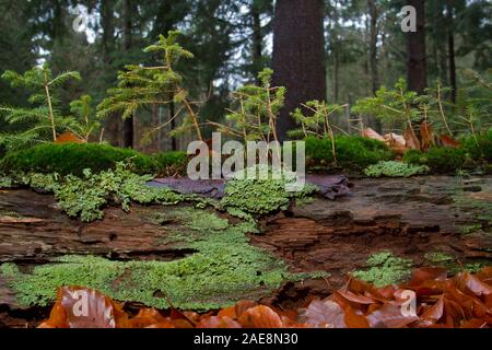 Kreis des Lebens: Flechten, Algen und junge Kiefern wachsen auf dem Faulenden Stengel einen toten Baum Stockfoto