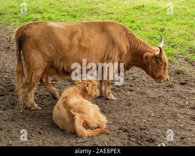 Highland Kuh und Kalb in Pollok Country Park, Glasgow Stockfoto