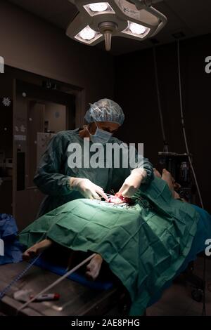 Low Key Beleuchtung bei einem spay Chirurgie an eine Tierklinik in London, Ontario, Kanada Stockfoto