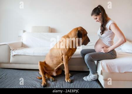 Gerne schwangere Frau mit grossen Hund Rasse Fila Brasileiro in Home Stockfoto