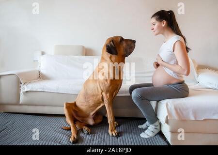 Gerne schwangere Frau mit grossen Hund Rasse Fila Brasileiro in Home Stockfoto