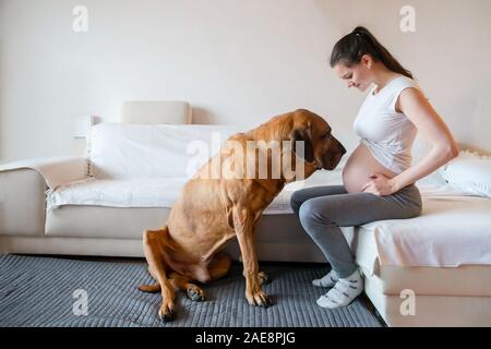 Gerne schwangere Frau mit grossen Hund Rasse Fila Brasileiro in Home Stockfoto