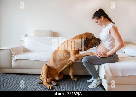 Gerne schwangere Frau mit grossen Hund Rasse Fila Brasileiro in Home Stockfoto