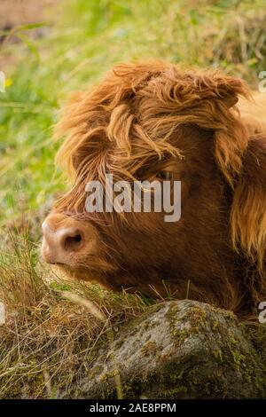 Sleepy Highland Kuh Kalb im Gras liegend Stockfoto