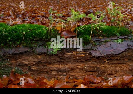Kreis des Lebens: Flechten, Algen und junge Kiefern wachsen auf dem Faulenden Stengel einen toten Baum Stockfoto