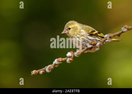 Eurasian Siskin - Spinus spinus Sitzen - Mann auf der Niederlassung, aus der Finch Familie Fringillidae. Es ist auch die Europäische s aufgerufen Stockfoto