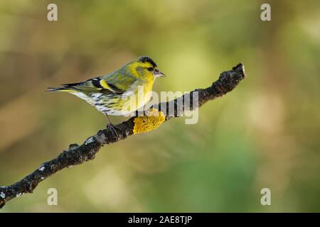 Eurasian Siskin - Spinus spinus Sitzen - Mann auf der Niederlassung, aus der Finch Familie Fringillidae. Es ist auch die Europäische s aufgerufen Stockfoto