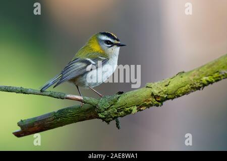 Firecrest - Regulus ignicapilla mit der gelben Crest singen in den dunklen Wald, kleine europäische Vogel in den Lebensraum Wald. Stockfoto