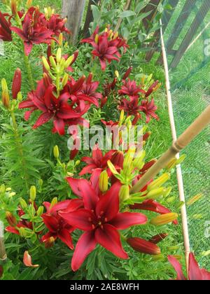 Lilium Verdunklungsmöglichkeit Stockfoto